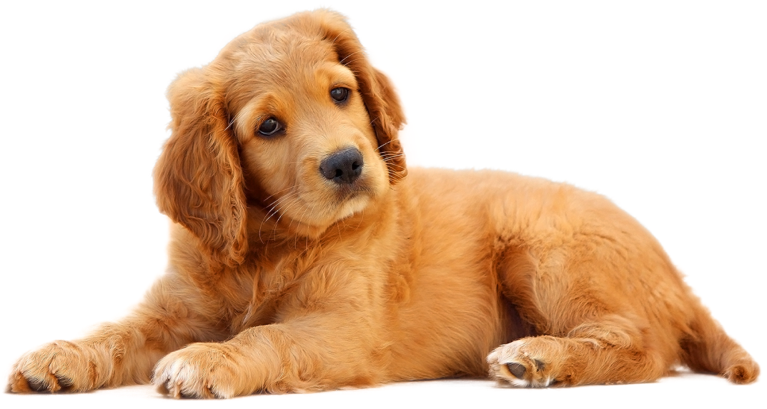 Education Canine Du Val De Loire Education Canine Blois Before1