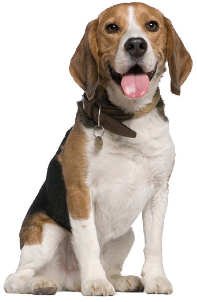 Education Canine Du Val De Loire Education Canine Blois Before2