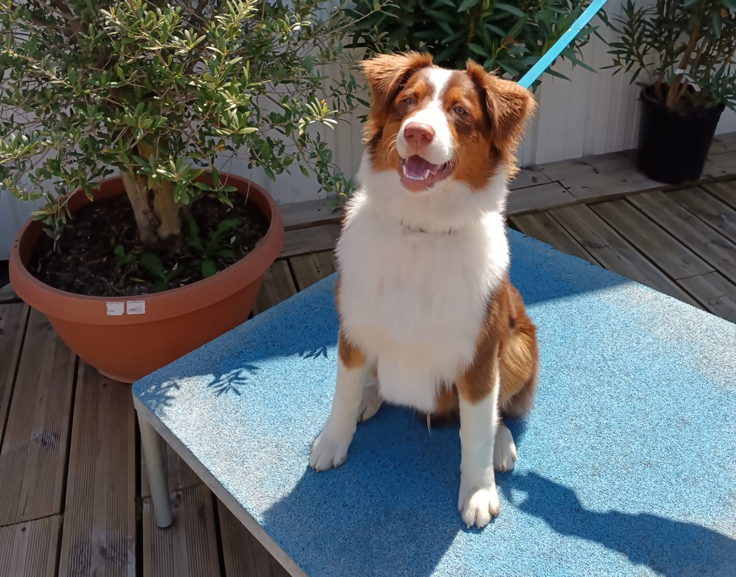 Education Canine Du Val De Loire Education Canine Blois Cle Une Relation