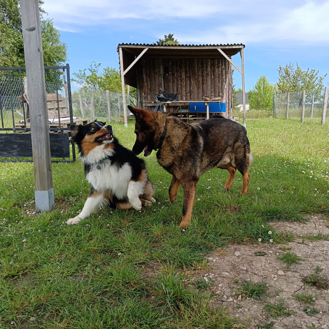 Education Canine Du Val De Loire Education Canine Blois Education Canin H1
