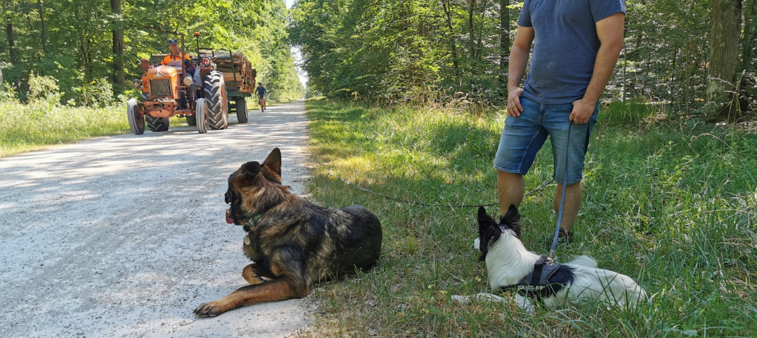 Education Canine Du Val De Loire Education Canine Blois Etape Cle01